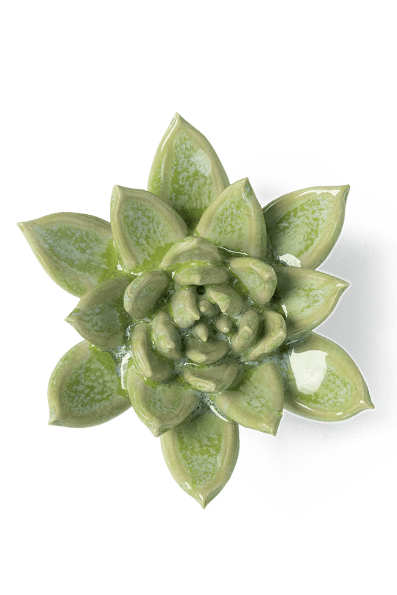JA20 Pea Green Ghost Succulent - Chive UK Wholesale