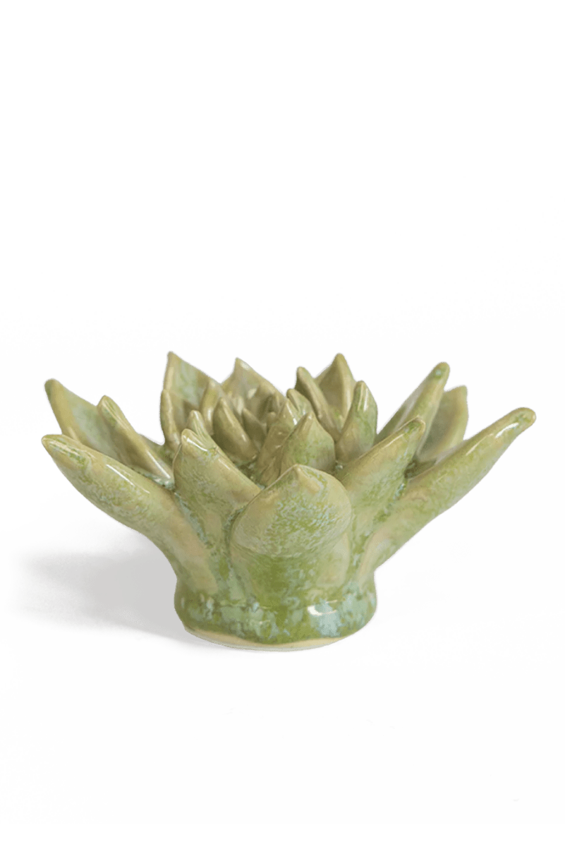 JA20 Pea Green Ghost Succulent - Chive UK Wholesale
