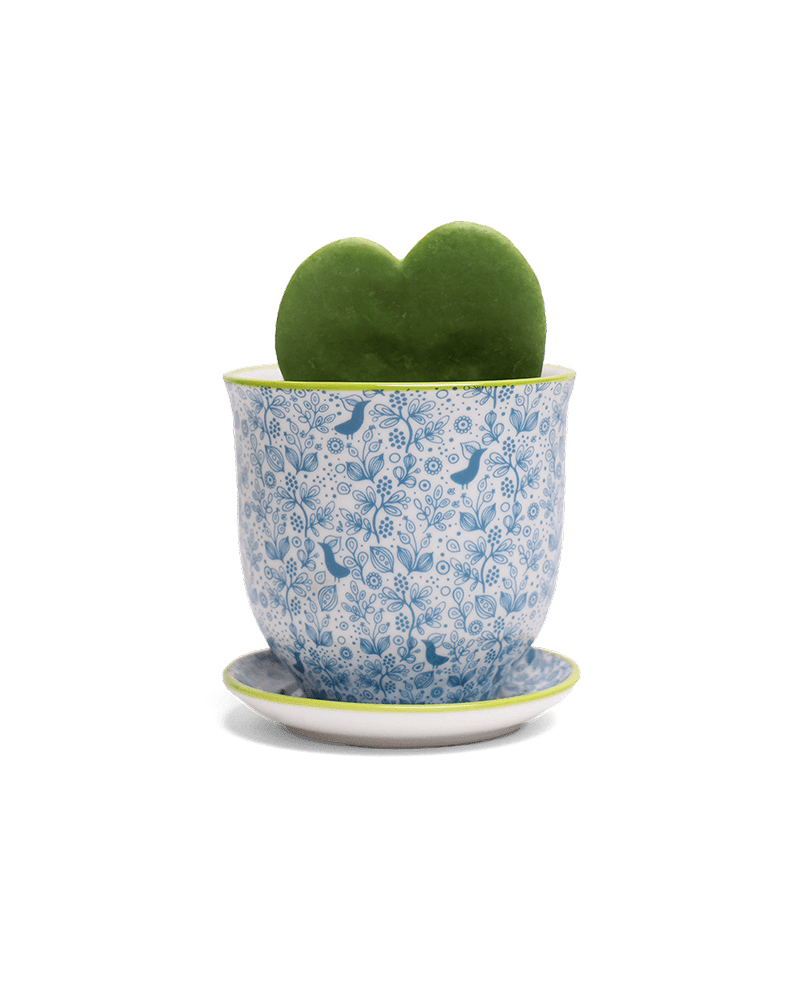 Liberte Porcelain Pot And Saucer Set With Drainage - Chive UK Wholesale
