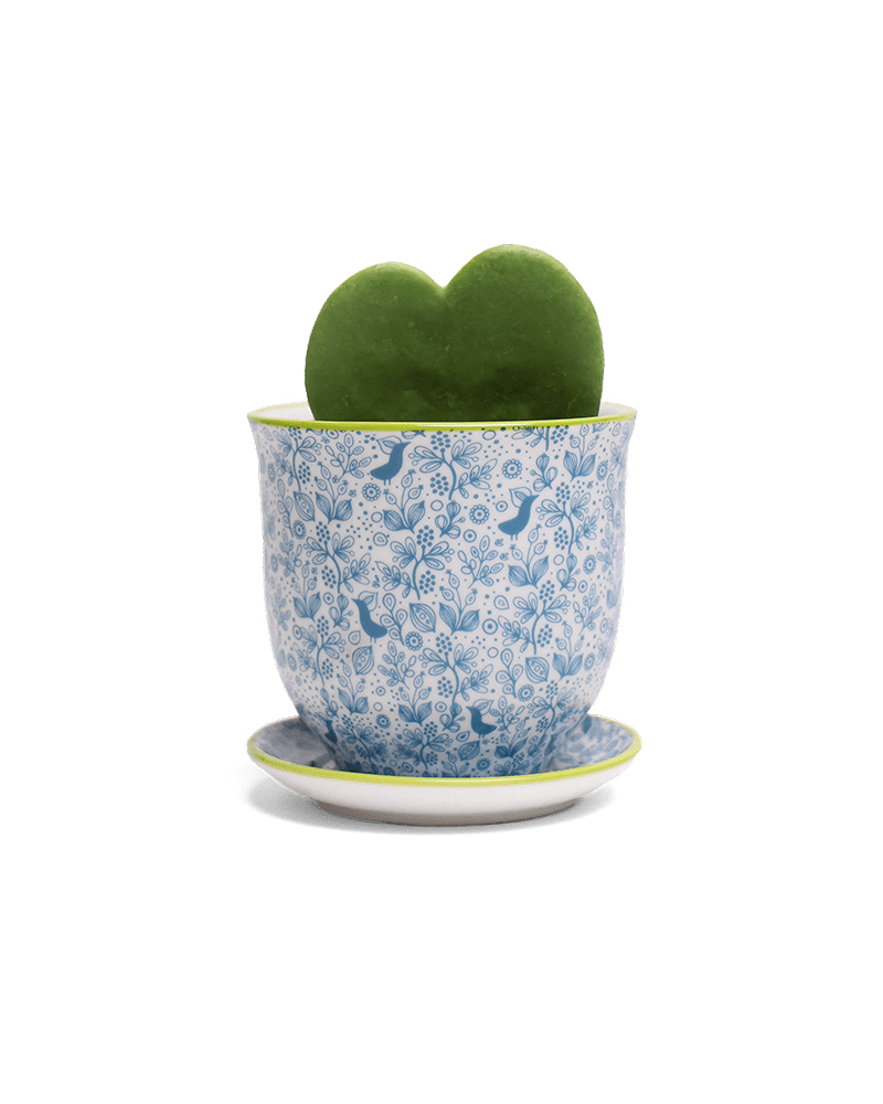 Liberte Porcelain Pot And Saucer Set With Drainage - Chive UK Wholesale