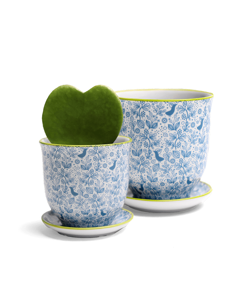 Liberte Porcelain Pot And Saucer Set With Drainage - Chive UK Wholesale