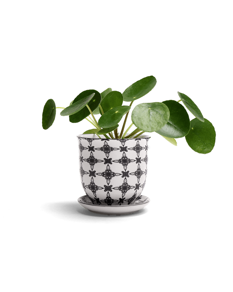 Liberte Porcelain Pot And Saucer Set With Drainage - Chive UK Wholesale