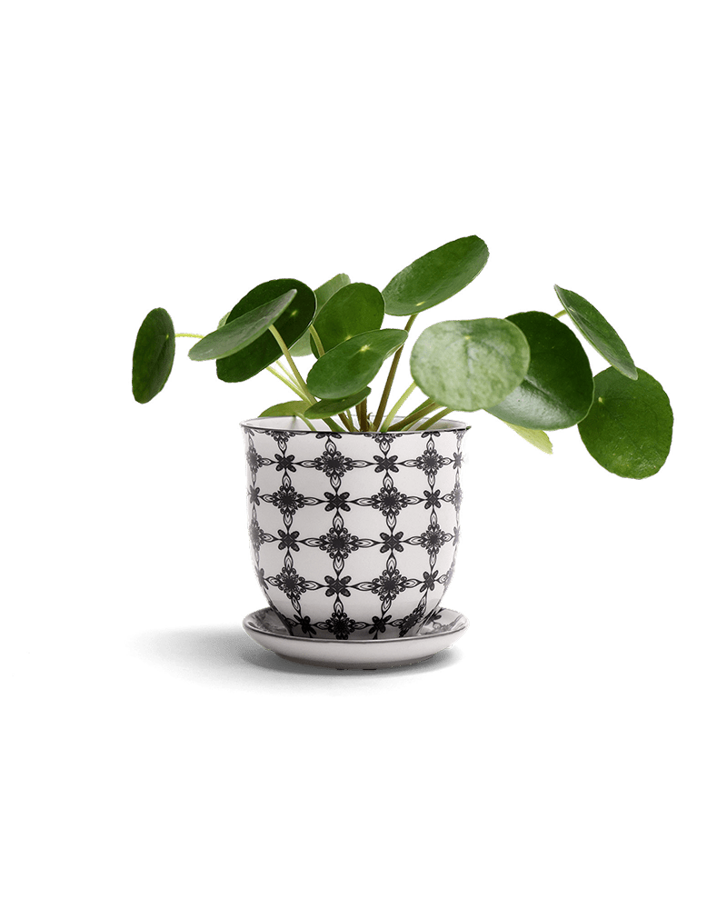 Liberte Porcelain Pot And Saucer Set With Drainage - Chive UK Wholesale