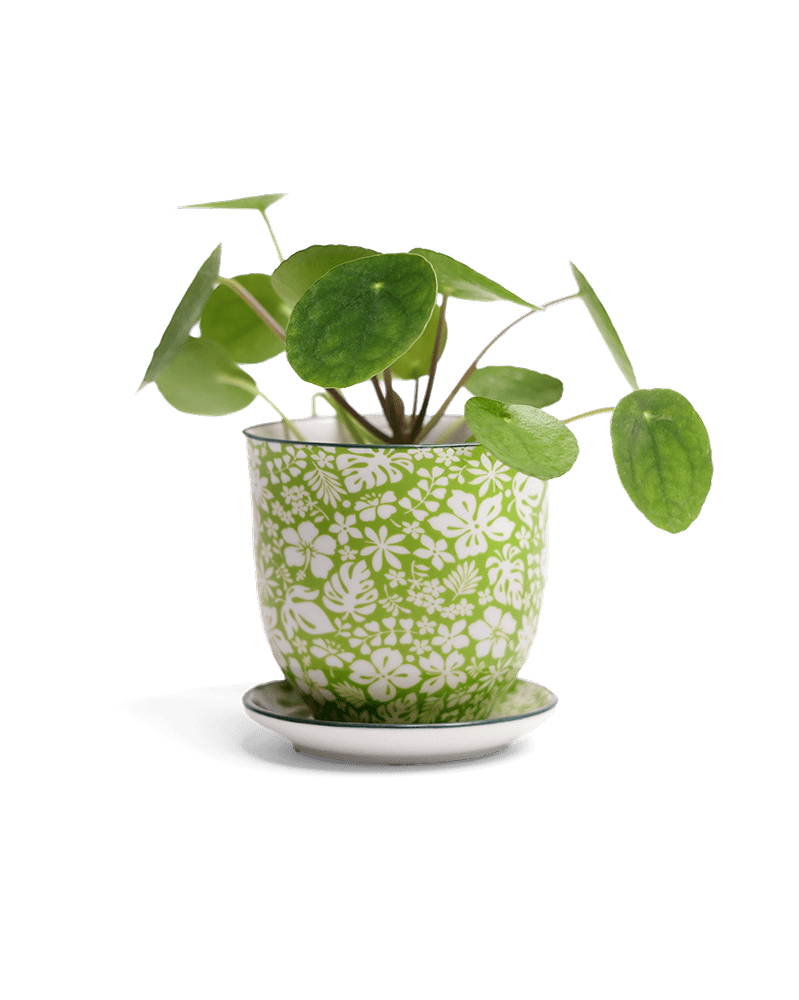 Liberte Porcelain Pot And Saucer Set With Drainage - Chive UK Wholesale
