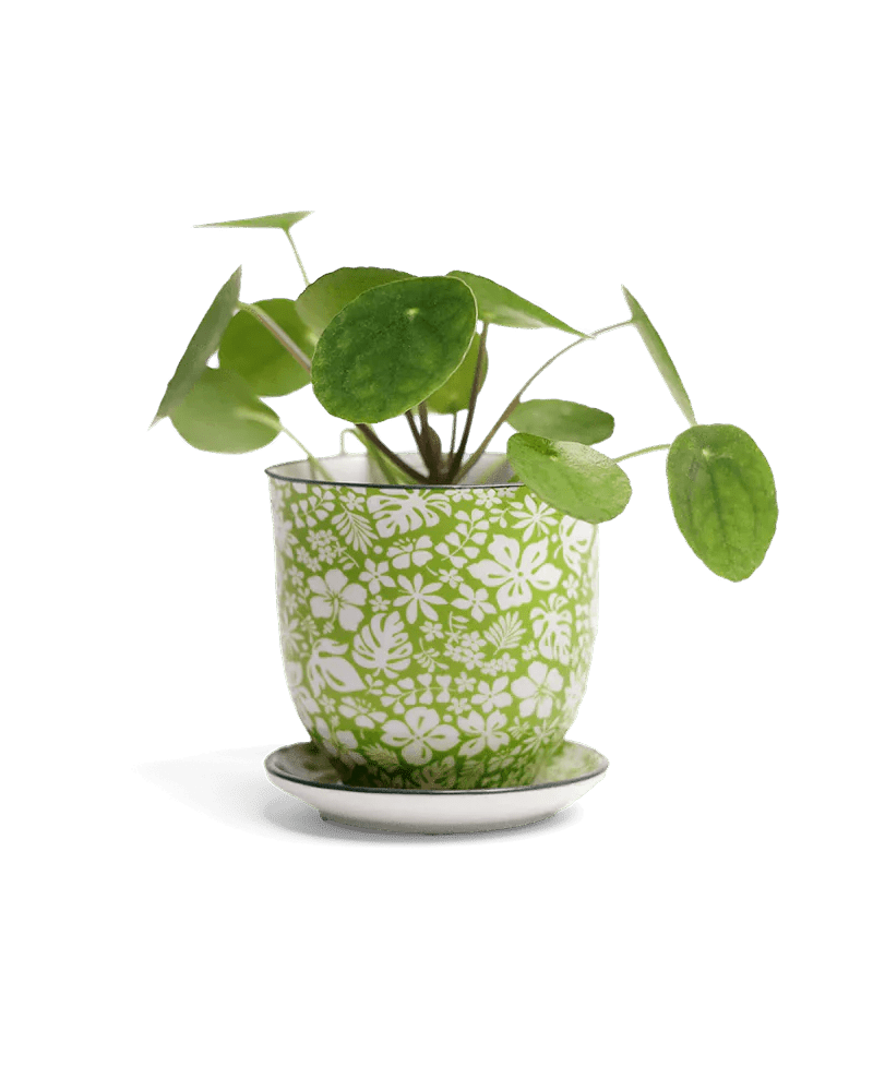 Liberte Porcelain Pot And Saucer Kits - Chive UK Wholesale