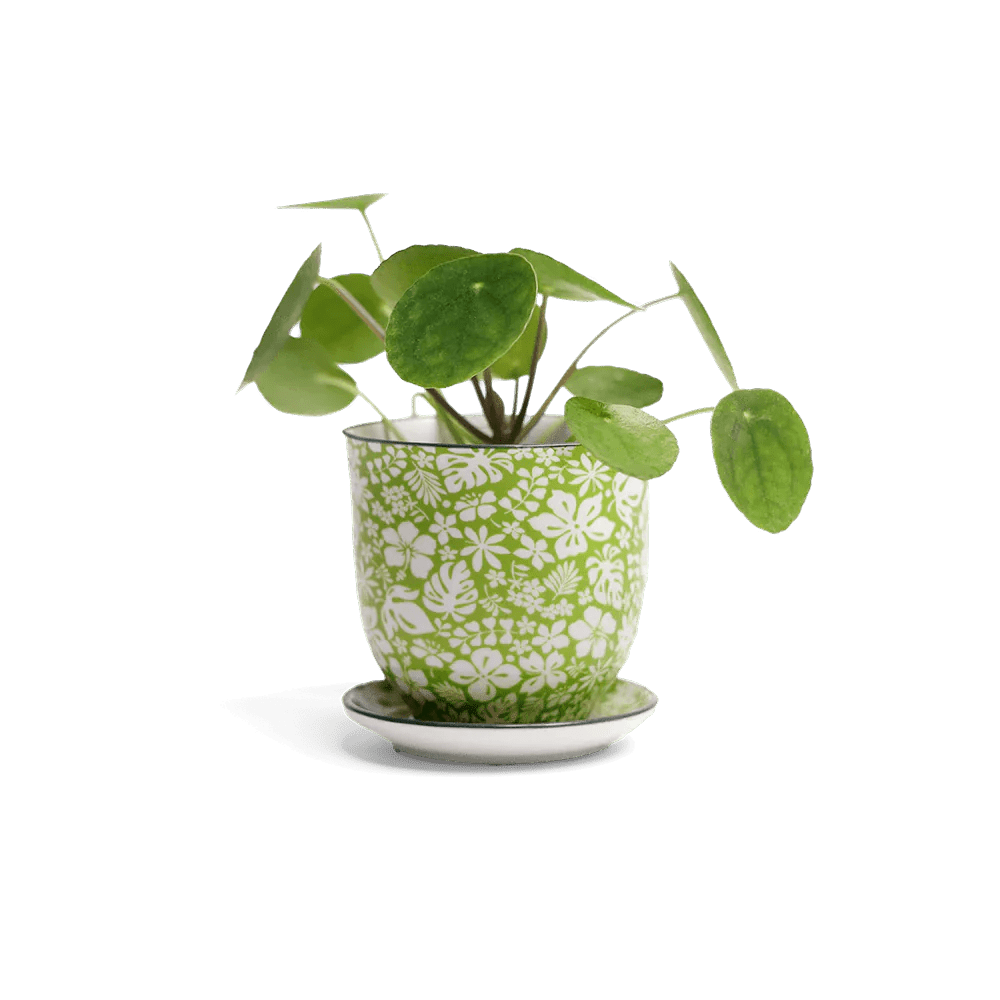 Liberte Porcelain Pot And Saucer Kits - Chive UK Wholesale