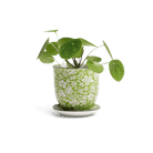 Liberte Porcelain Pot And Saucer Kits - Chive UK Wholesale