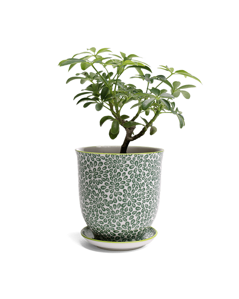 Liberte Porcelain Pot And Saucer Set With Drainage - Chive UK Wholesale