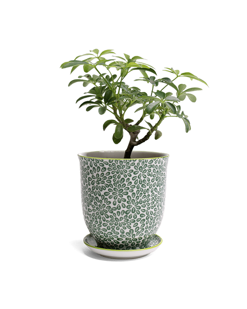 Liberte Porcelain Pot And Saucer Set With Drainage - Chive UK Wholesale