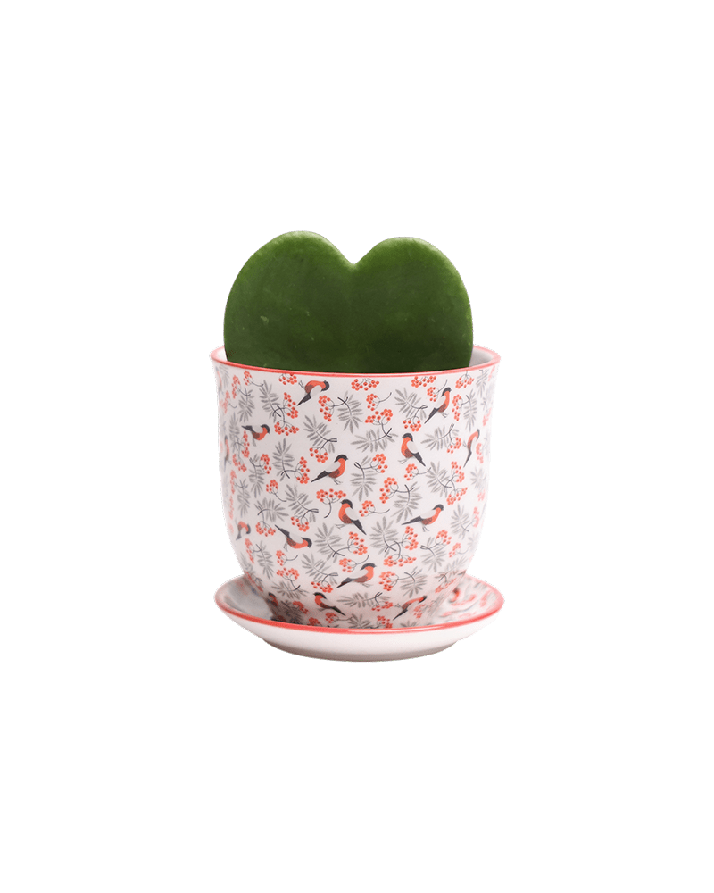 Liberte Porcelain Pot And Saucer Set With Drainage - Chive UK Wholesale