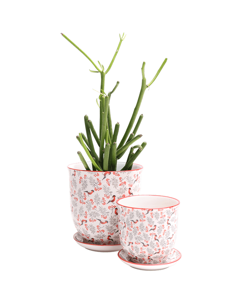 Liberte Porcelain Pot And Saucer Set With Drainage - Chive UK Wholesale