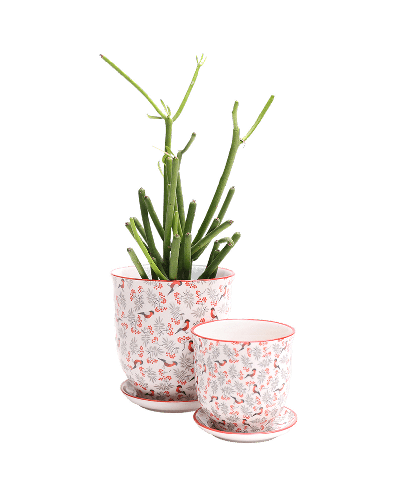 Liberte Porcelain Pot And Saucer Set With Drainage - Chive UK Wholesale