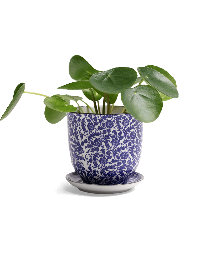 Liberte Porcelain Pot And Saucer Set With Drainage - Chive UK Wholesale