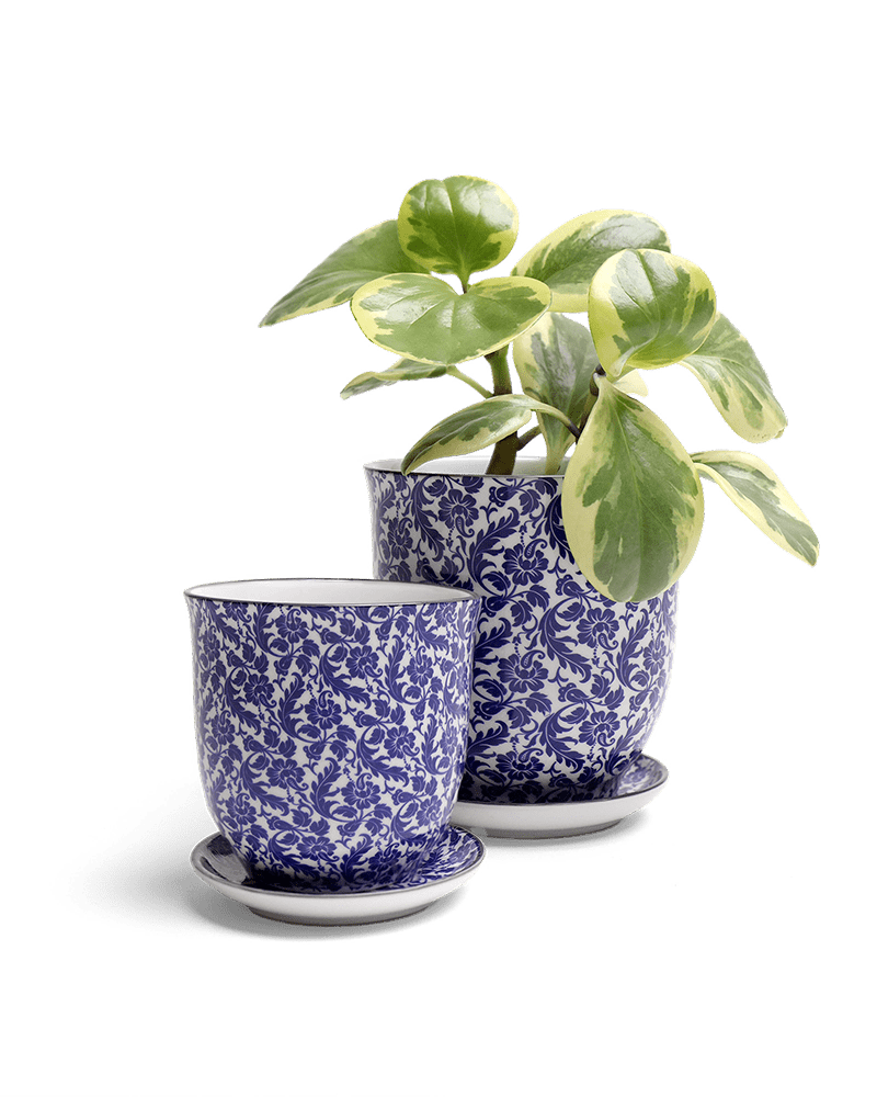 Liberte Porcelain Pot And Saucer Set With Drainage - Chive UK Wholesale