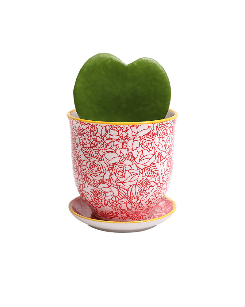 Liberte Porcelain Pot And Saucer Set With Drainage - Chive UK Wholesale