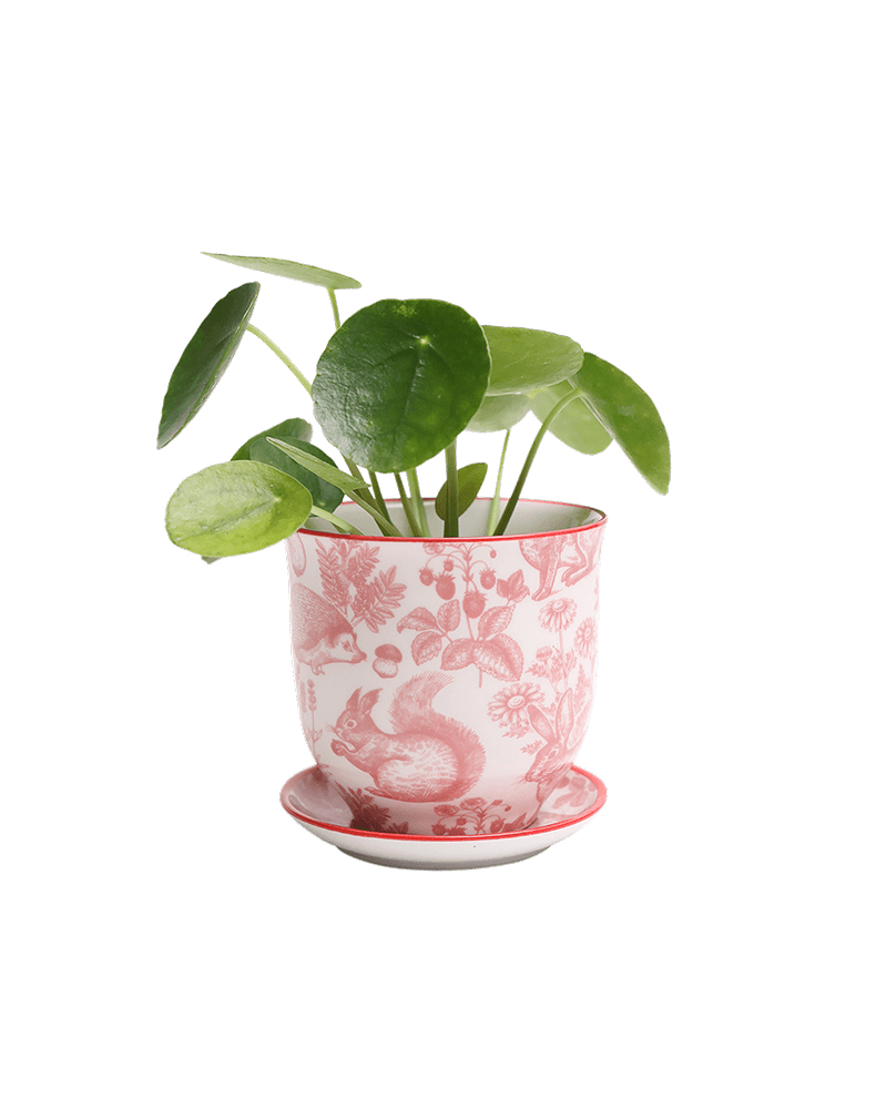 Liberte Porcelain Pot And Saucer Set With Drainage - Chive UK Wholesale