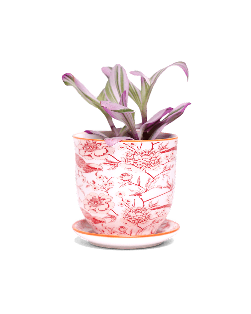 Liberte 5 Porcelain Pot And Saucer With Drainage - Chive UK Wholesale