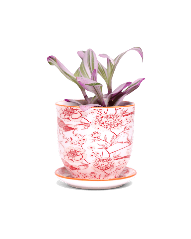 Liberte 5 Porcelain Pot And Saucer With Drainage - Chive UK Wholesale