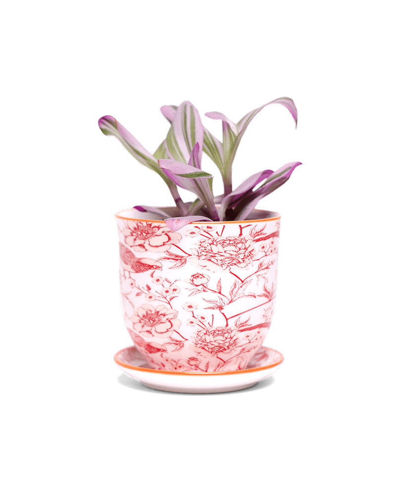 Liberte 5 Porcelain Pot And Saucer With Drainage - Chive UK Wholesale