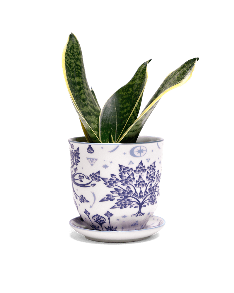 Liberte 5 Porcelain Pot And Saucer With Drainage - Chive UK Wholesale