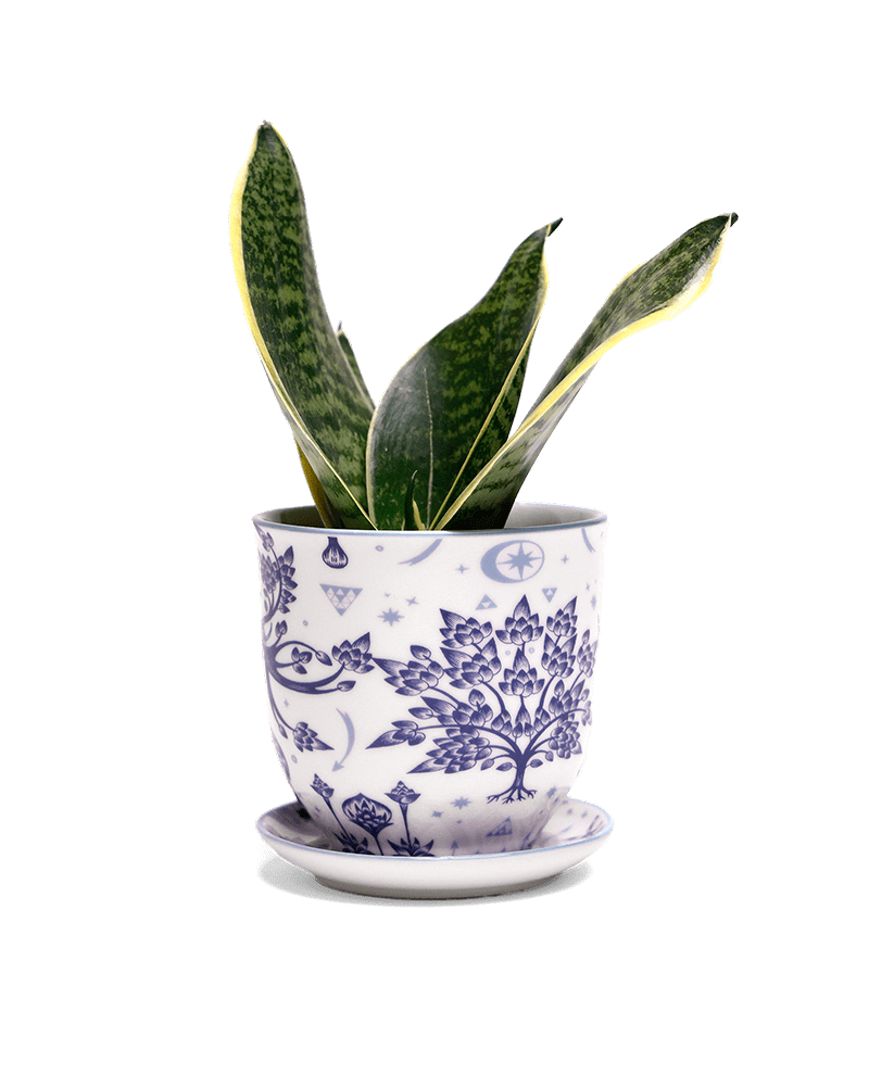 Liberte 5 Porcelain Pot And Saucer With Drainage - Chive UK Wholesale