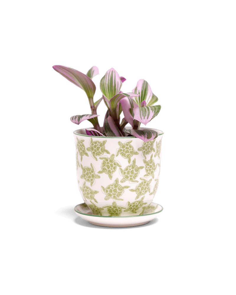 Liberte Porcelain Pot And Saucer Set With Drainage - Chive UK Wholesale