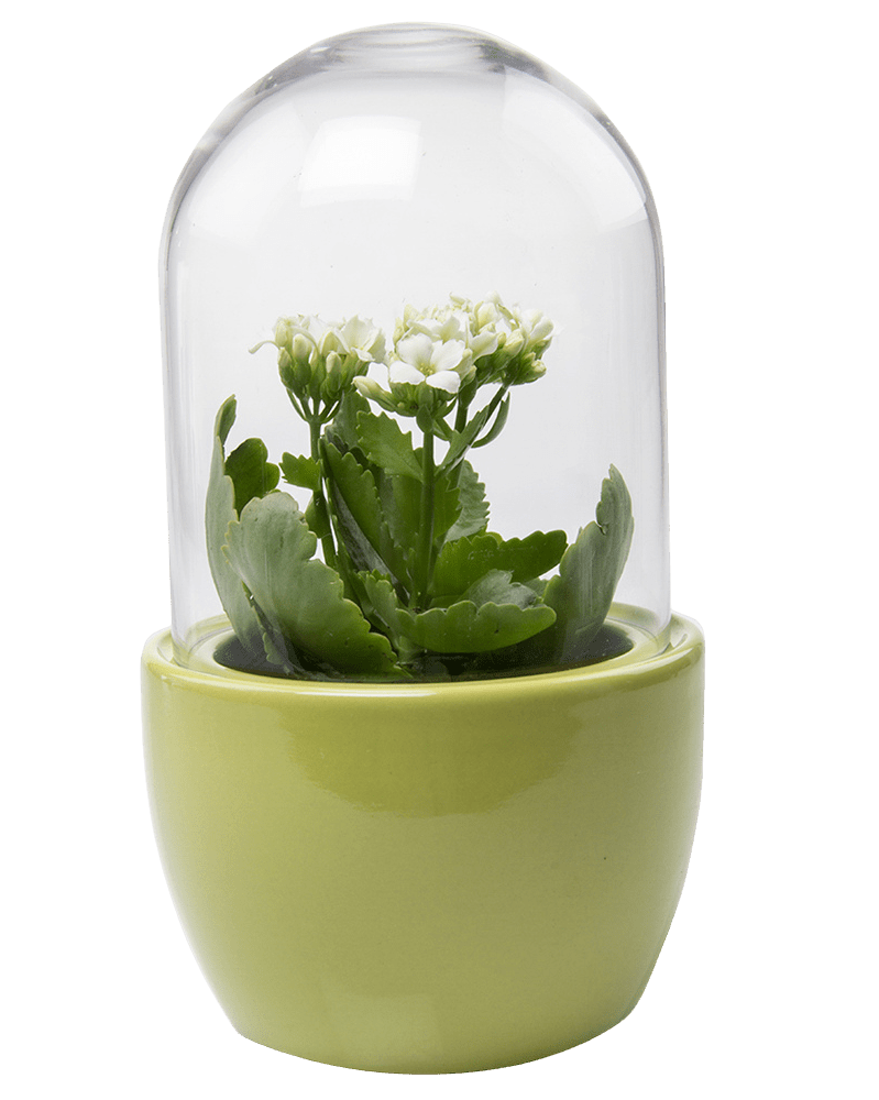 Pill Glass Terrarium Jar For Succulents - Chive UK Wholesale