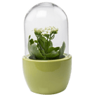 Pill Glass Terrarium Jar For Succulents - Chive UK Wholesale