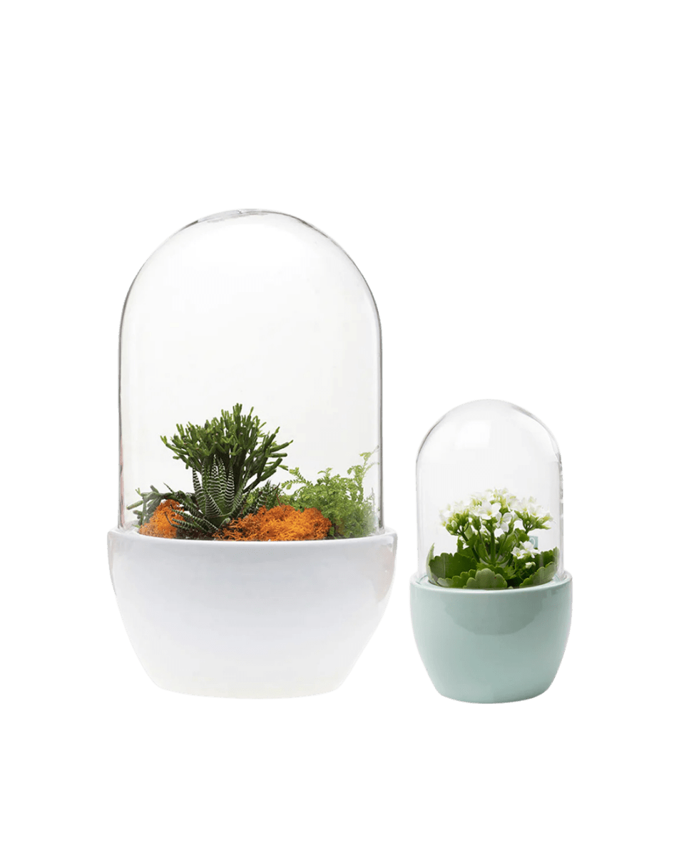 Pill Glass Terrarium Jar For Succulents - Chive UK Wholesale