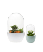 Pill Glass Terrarium Jar For Succulents - Chive UK Wholesale