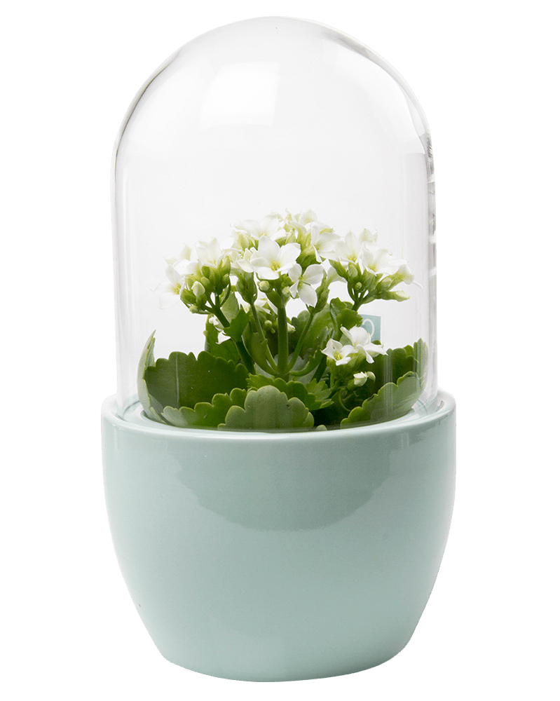 Pill Glass Terrarium Jar For Succulents - Chive UK Wholesale