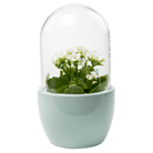 Pill Glass Terrarium Jar For Succulents - Chive UK Wholesale
