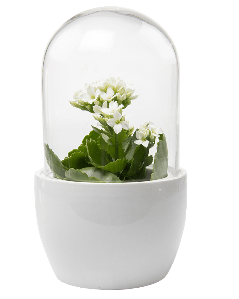 Pill Glass Terrarium Jar For Succulents - Chive UK Wholesale