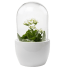 Pill Glass Terrarium Jar For Succulents - Chive UK Wholesale