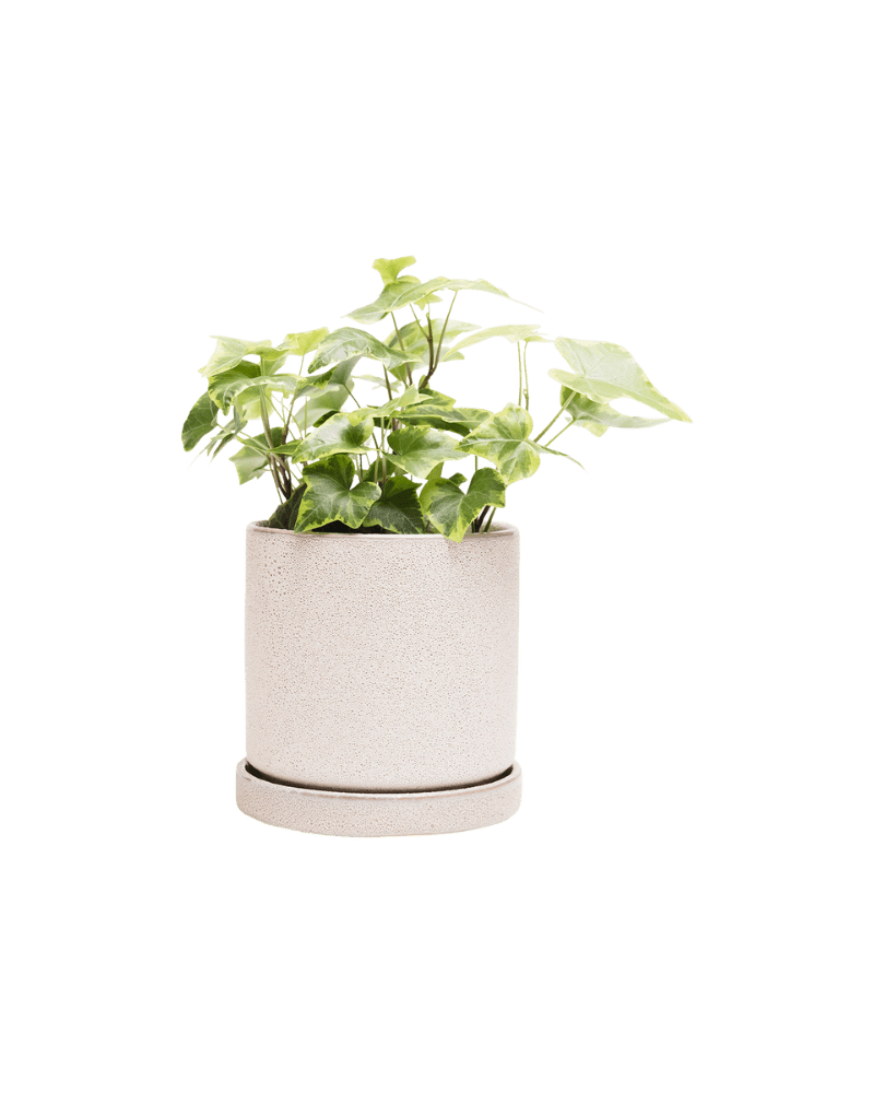 Minute Ceramic Pot And Saucer Set With Drainage - Chive UK Wholesale
