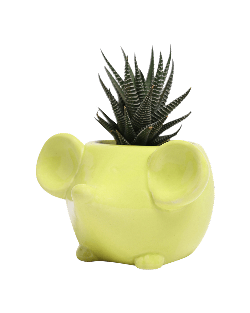 Mouse Ceramic Indoor Plant Pot For Succulents - Chive UK Wholesale