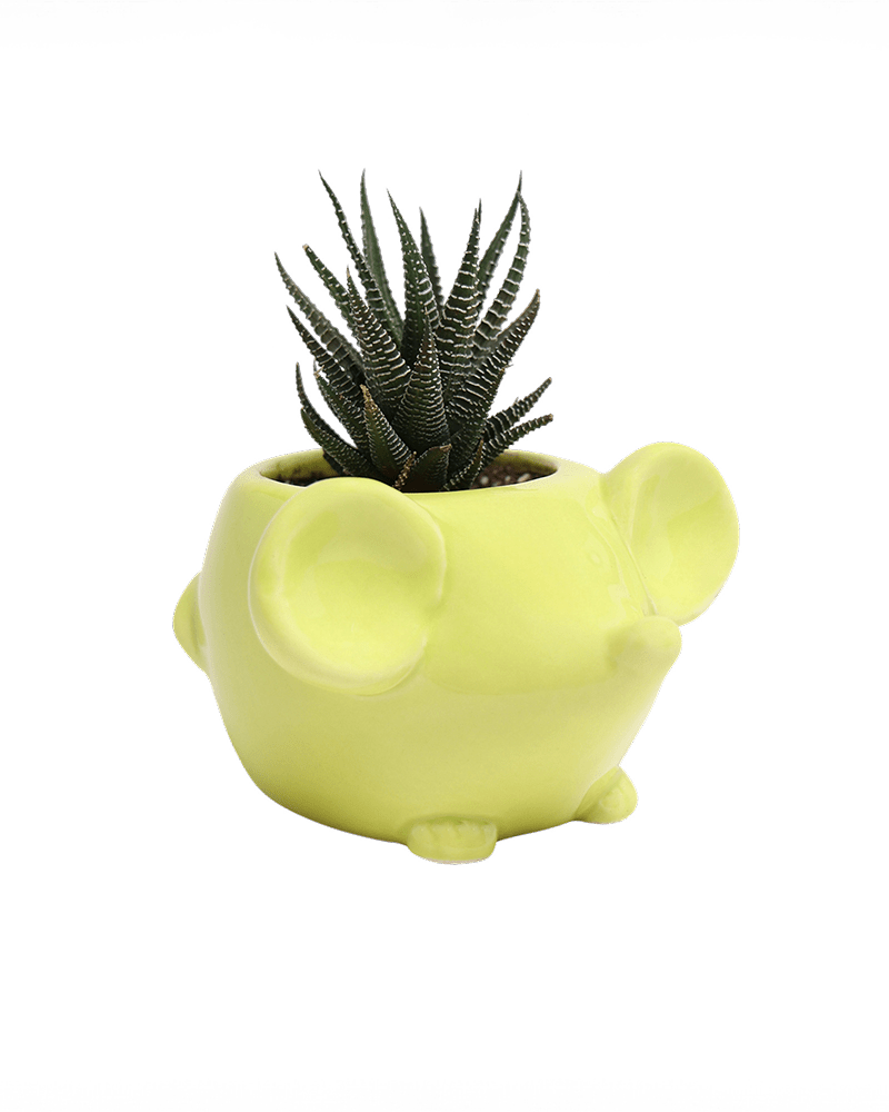 Mouse Ceramic Indoor Plant Pot For Succulents - Chive UK Wholesale