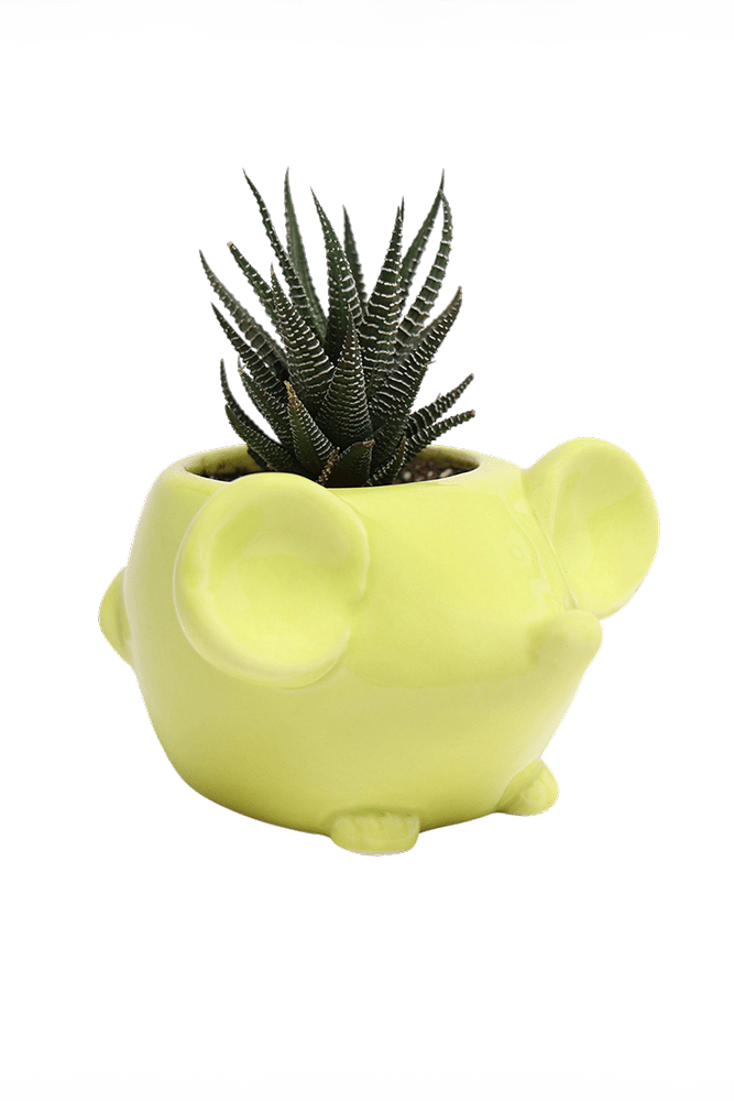 Mouse Ceramic Indoor Plant Pot For Succulents - Chive UK Wholesale