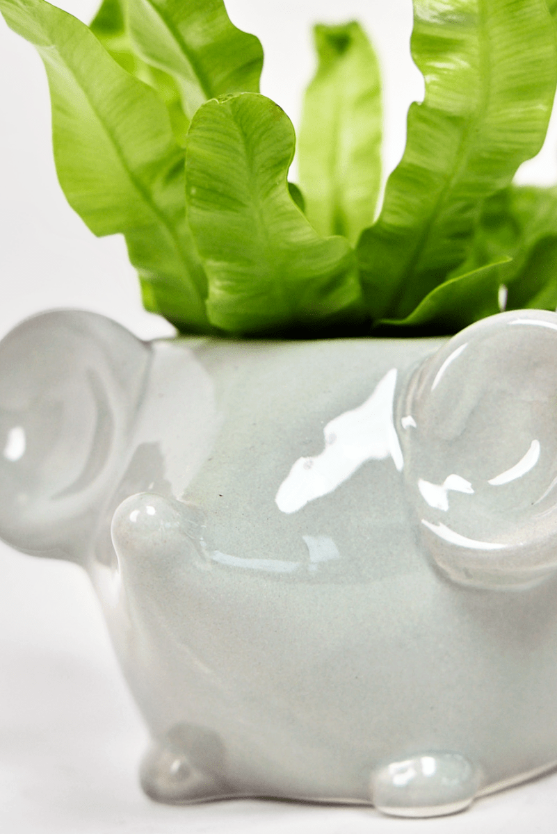 Mouse Ceramic Indoor Plant Pot For Succulents - Chive UK Wholesale