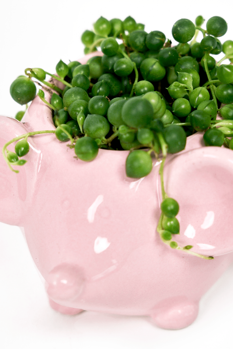 Mouse Ceramic Indoor Plant Pot For Succulents - Chive UK Wholesale
