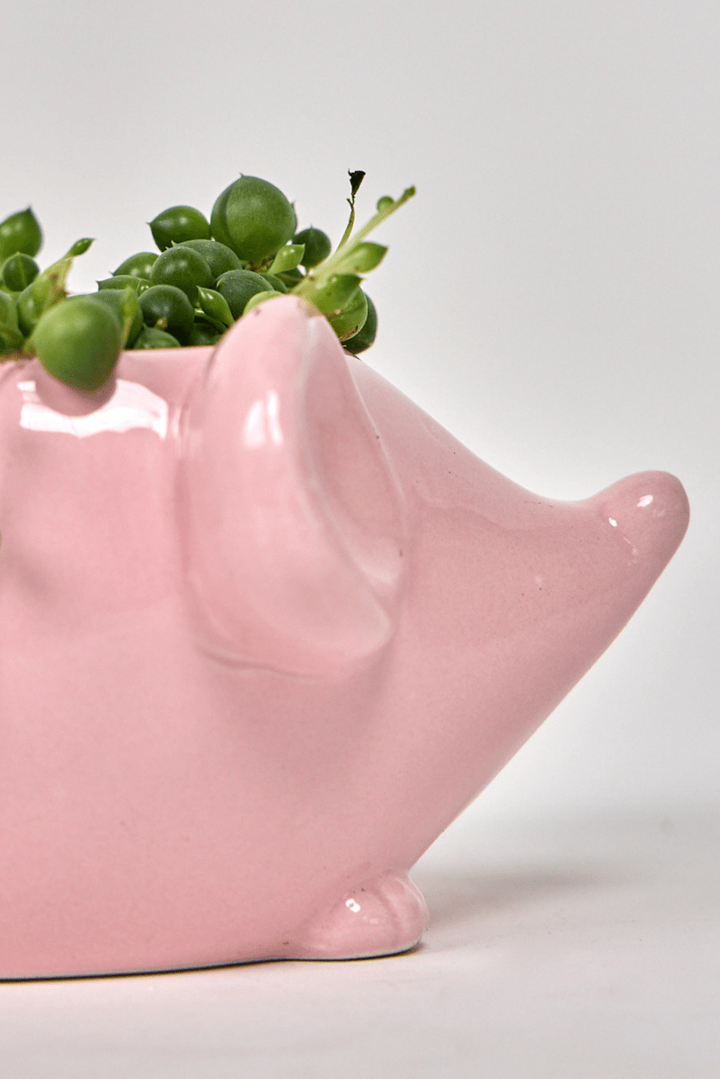 Mouse Ceramic Indoor Plant Pot For Succulents - Chive UK Wholesale