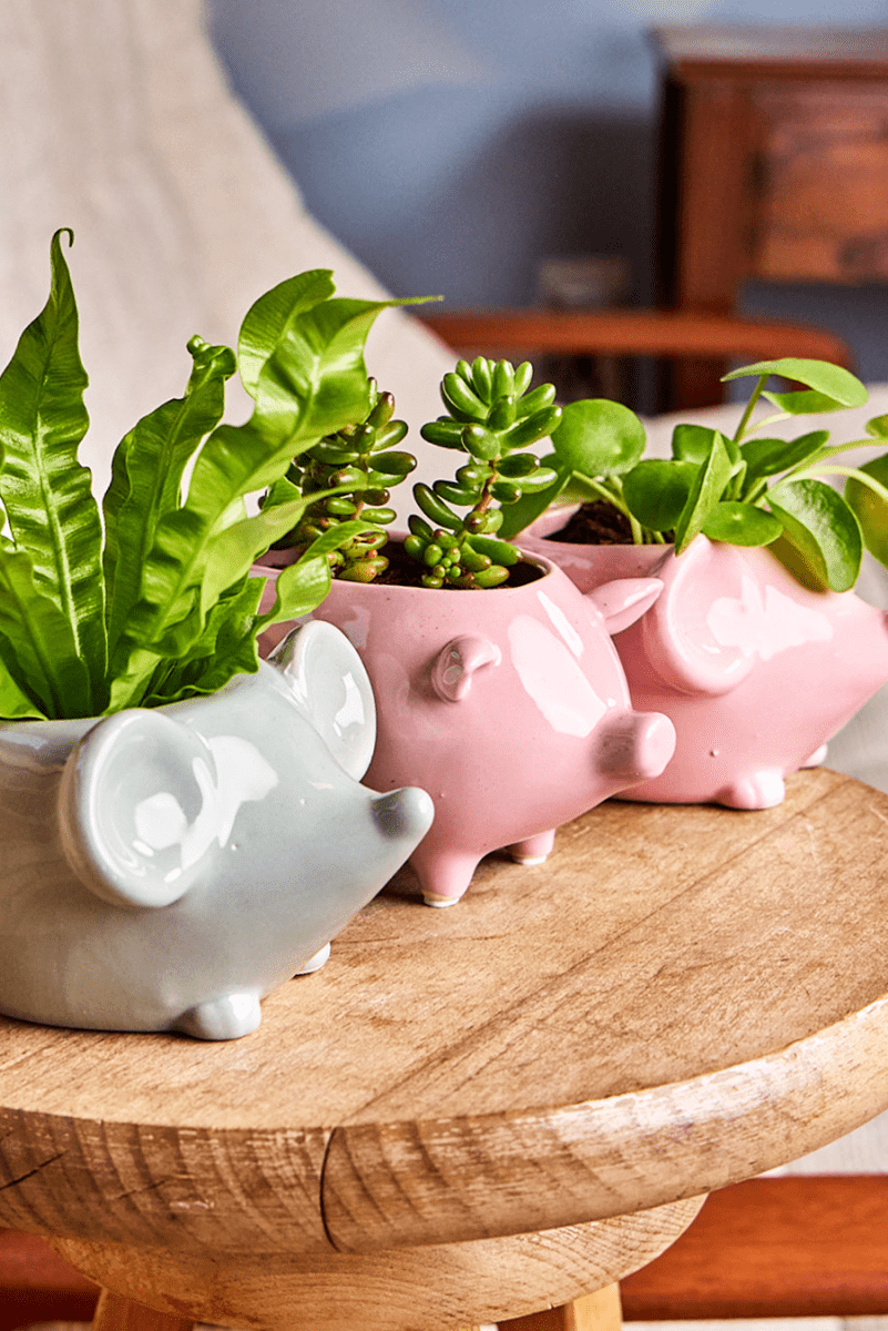 Mouse Ceramic Indoor Plant Pot For Succulents - Chive UK Wholesale