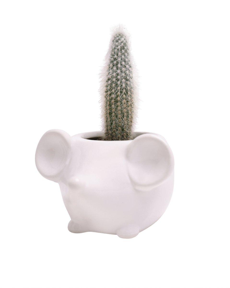 Mouse Ceramic Indoor Plant Pot For Succulents - Chive UK Wholesale