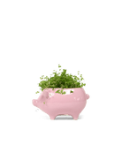 Pig Ceramic Indoor Plant Pot Kit - Chive UK Wholesale