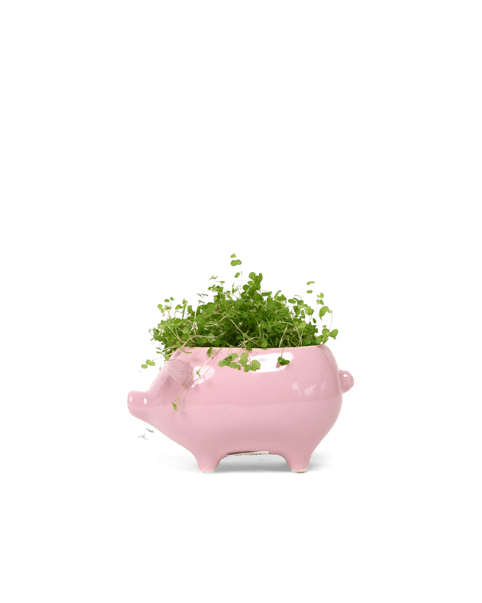 Pig Ceramic Indoor Plant Pot Kit - Chive UK Wholesale