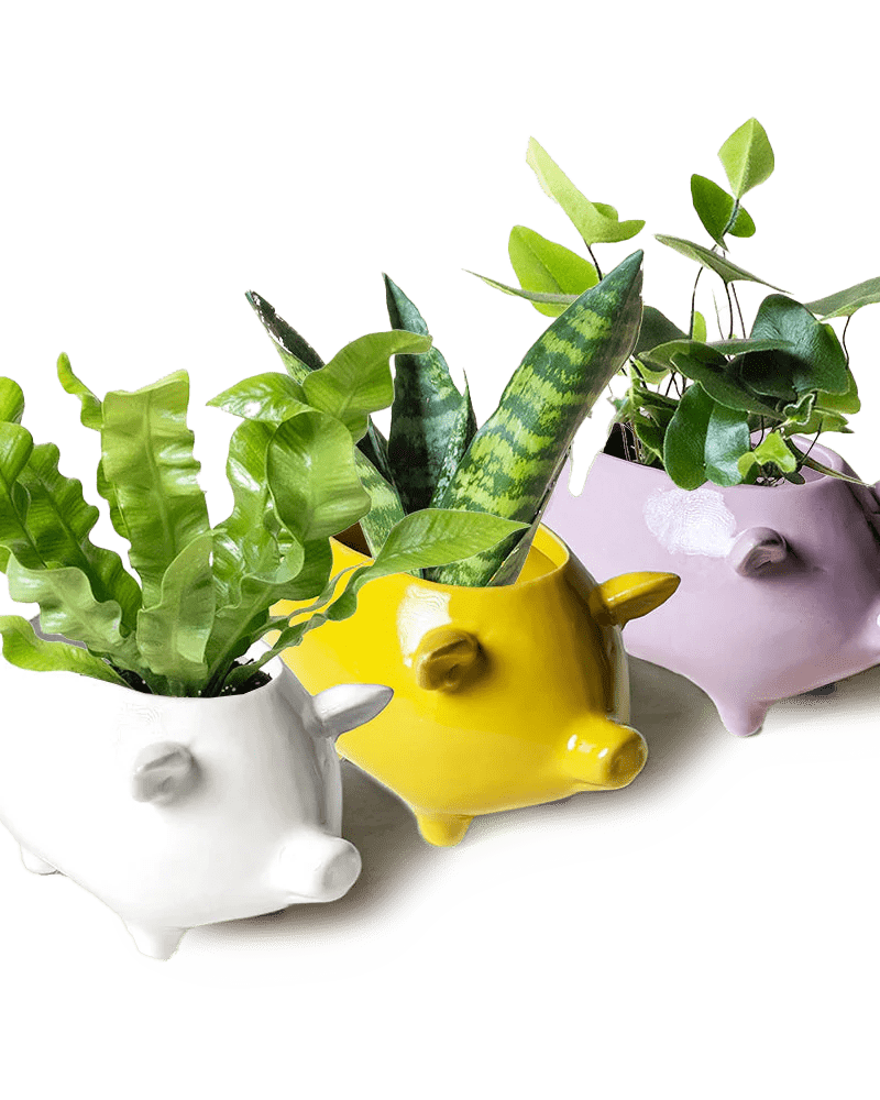 Pig Ceramic Indoor Plant Pot Kit - Chive UK Wholesale