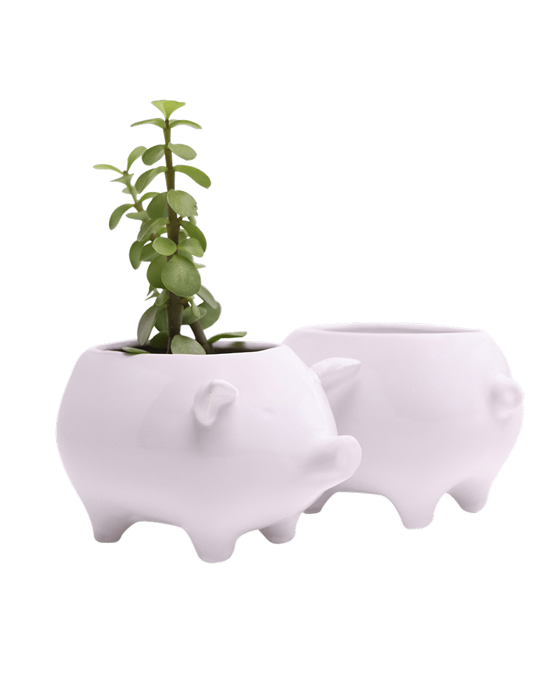 Pig Ceramic Indoor Plant Pot For Succulents - Chive UK Wholesale