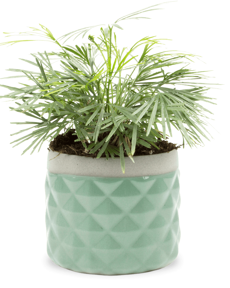 Pina Ceramic Succulent Planter Pot - Chive UK Wholesale