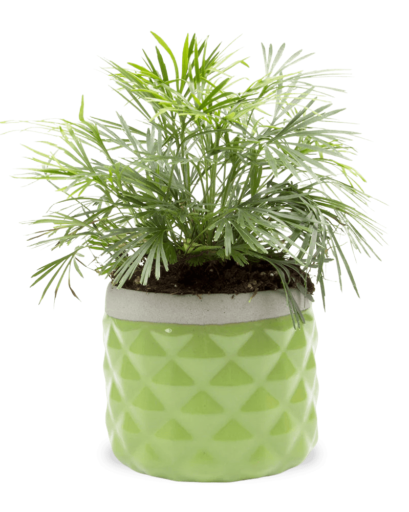 Pina Ceramic Succulent Planter Pot - Chive UK Wholesale
