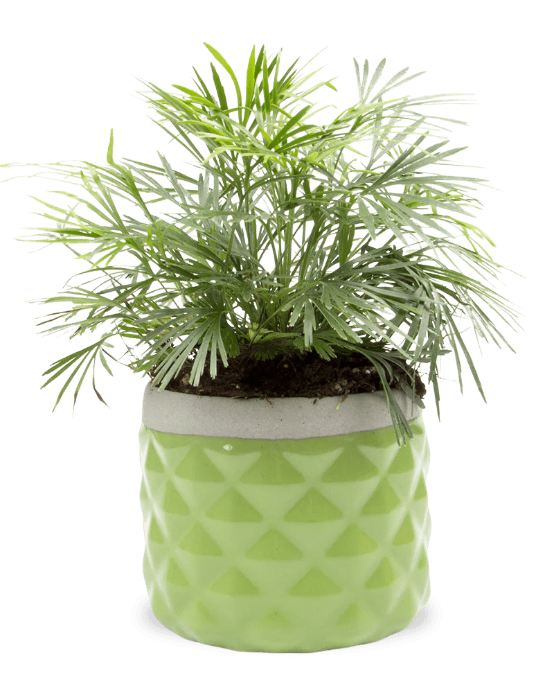 Pina Ceramic Succulent Planter Pot - Chive UK Wholesale